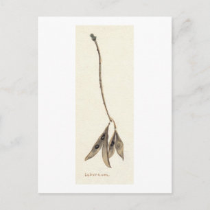 Laburnum Seeds Briefkaart