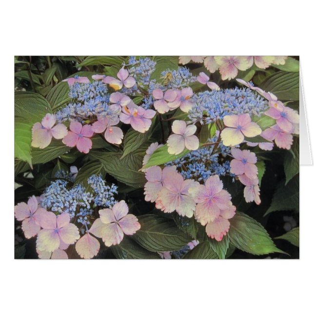Lace Pet Hydrangea (Voorkant Horizontaal)