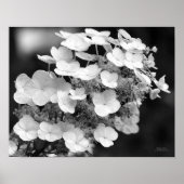 Lace Pet Hydrangea zwart-wit Poster (Voorkant)