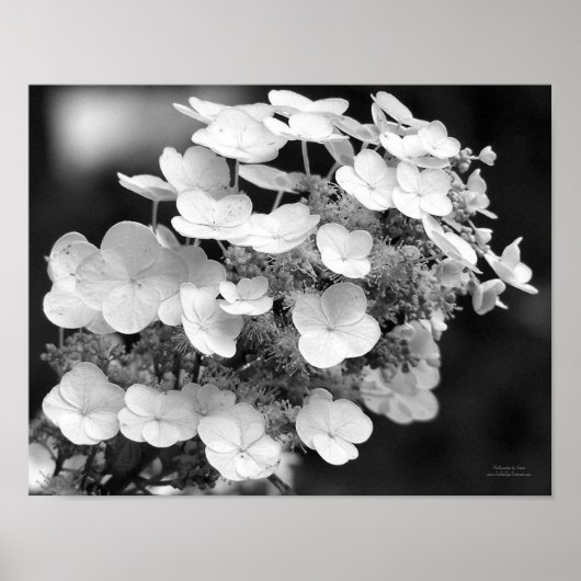 Lace Pet Hydrangea zwart-wit Poster (Voorkant)