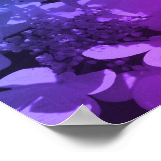 Lacecap Hydrangea bloem zwart en wit gekleurd Poster (Hoek)