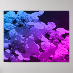 Lacecap Hydrangea bloem zwart en wit gekleurd Poster