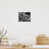 Lacecap Hydrangea bloem zwart en wit Poster (Keuken)