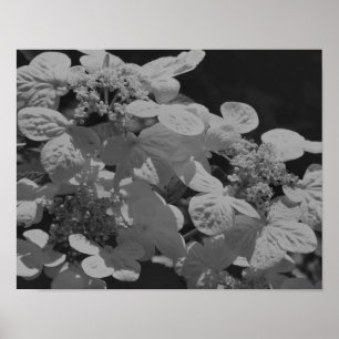 Lacecap Hydrangea bloem zwart en wit Poster