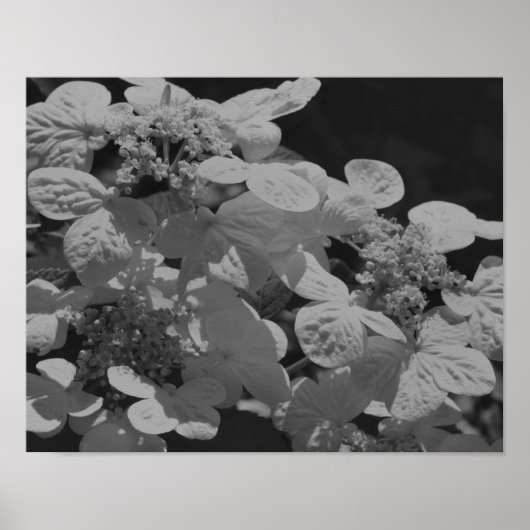 Lacecap Hydrangea bloem zwart en wit Poster (Voorkant)