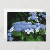 Lacecap Hydrangea ~ briefkaart (Voorkant / Achterkant)