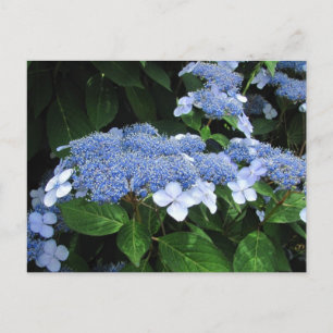 Lacecap Hydrangea ~ briefkaart