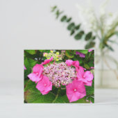 Lacecap Hydrangea Briefkaart (Staand voorkant)
