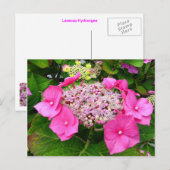 Lacecap Hydrangea Briefkaart (Voorkant / Achterkant)