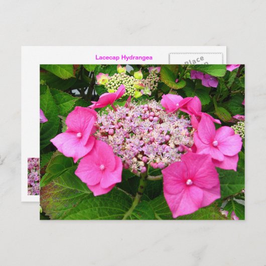 Lacecap Hydrangea Briefkaart (Voorkant / Achterkant)