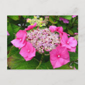 Lacecap Hydrangea Briefkaart (Voorkant)