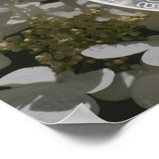 Lacecap Hydrangea Flower Creëer Uw eigen foto Poster (Hoek)