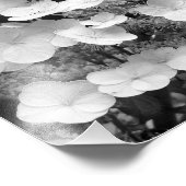 Lacecap Hydrangea zwart-wit 8x10 Foto Afdruk (Hoek)