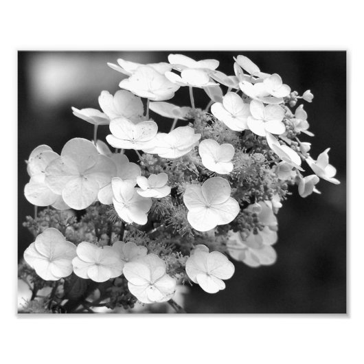 Lacecap Hydrangea zwart-wit 8x10 Foto Afdruk (Voorkant)