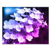 Lacecap Hydrangea zwart-wit kleurtoon Foto Afdruk (Voorkant)