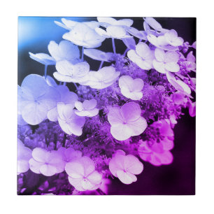 Lacecap Hydrangea zwart-wit kleurtoon Tegeltje