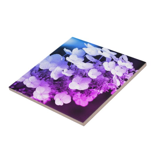 Lacecap Hydrangea zwart-wit kleurtoon Tegeltje (Zijkant)