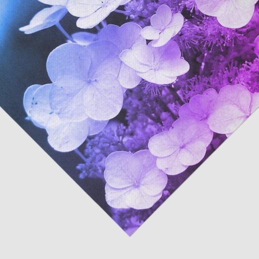 Lacecap Hydrangea zwart-wit ontkoppelingspagina Tissuepapier (Detail)
