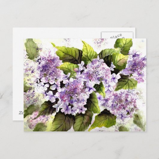Lacecap Hydrangeas Briefkaart (Voorkant / Achterkant)