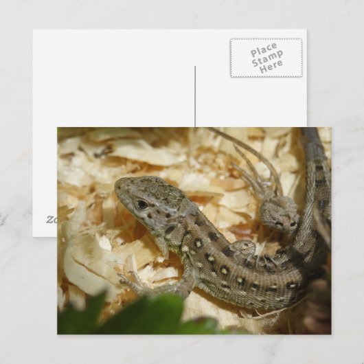 Lacerta agilis briefkaart (Voorkant / Achterkant)