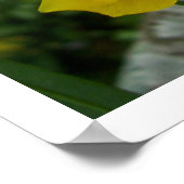 Lacewing Butterfly Poster (Hoek)