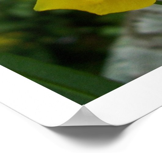 Lacewing Butterfly Poster (Hoek)