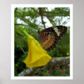 Lacewing Butterfly Poster (Voorkant)