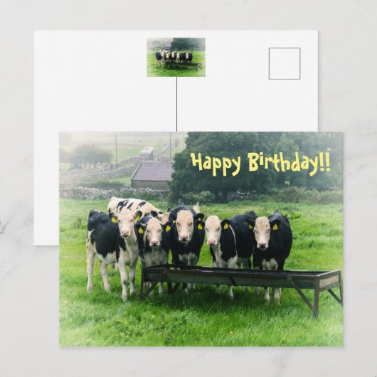 Lach alsjeblieft. Koeien Briefkaart (Voorkant / Achterkant)