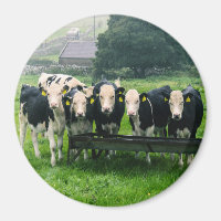 Lach alsjeblieft. Koeien