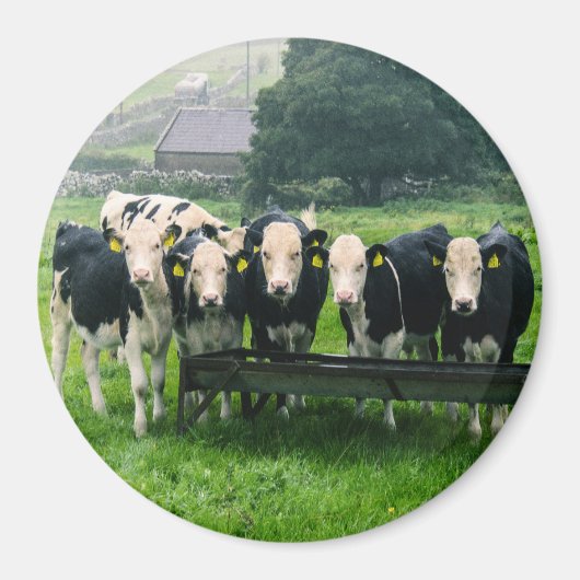 Lach alsjeblieft. Koeien Magneet (Voorkant)