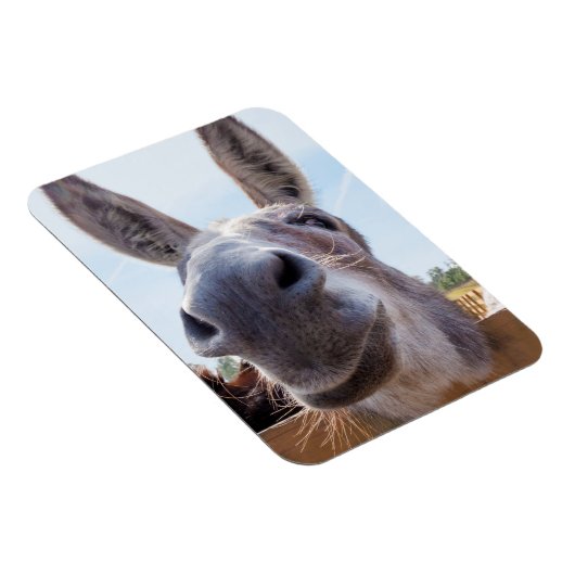 Lach Donkey Magnet Magneet (Rechterzijde)
