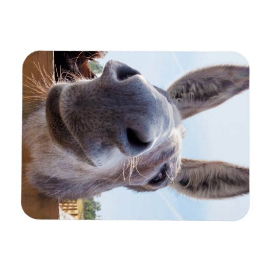 Lach Donkey Magnet Magneet (Horizontaal)