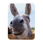 Lach Donkey Magnet Magneet (Verticaal)