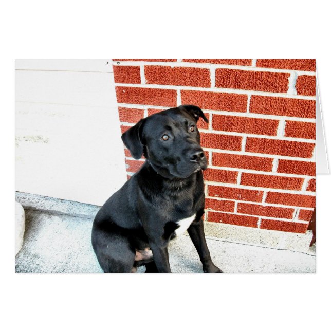 Lach voor ons Midnight! (Voorkant Horizontaal)