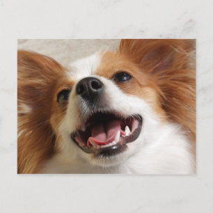 Lachen Papillon Dog Briefkaarten