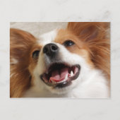 Lachen Papillon Dog Briefkaarten (Voorkant)