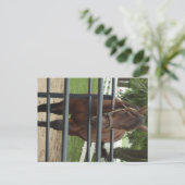 lachend paard briefkaart (Staand voorkant)
