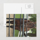 lachend paard briefkaart (Voorkant / Achterkant)