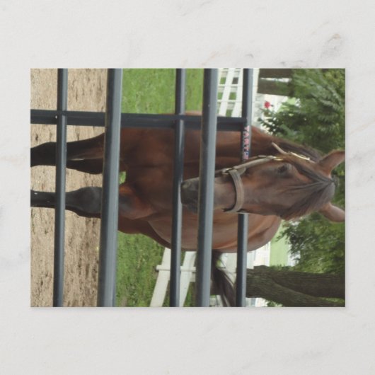 lachend paard briefkaart (Voorkant)