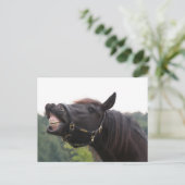 lachend paard briefkaart (Staand voorkant)