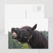 lachend paard briefkaart (Voorkant / Achterkant)