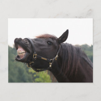 lachend paard briefkaart