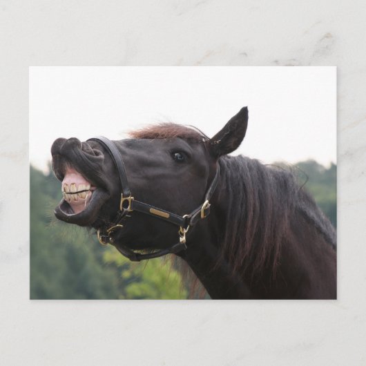 lachend paard briefkaart (Voorkant)