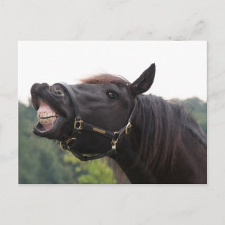 lachend paard briefkaart