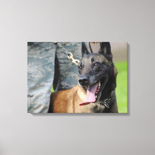 Lachende Belgische Malinois Canvas Afdruk