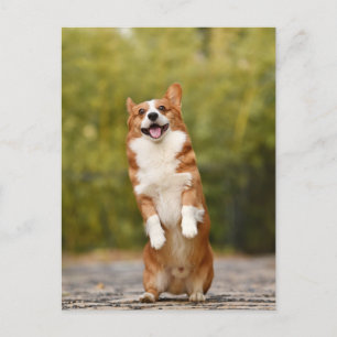 Lachende Corgi Foto Briefkaart