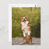 Lachende Corgi Foto Briefkaart (Voorkant / Achterkant)