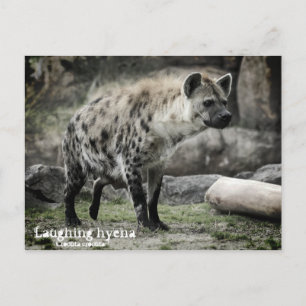 Lachende hyena:Briefkaart Briefkaart