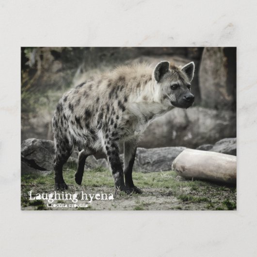 Lachende hyena:Briefkaart Briefkaart (Voorkant)