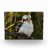 Lachende kookaburra fotoblokken (Voorkant)
